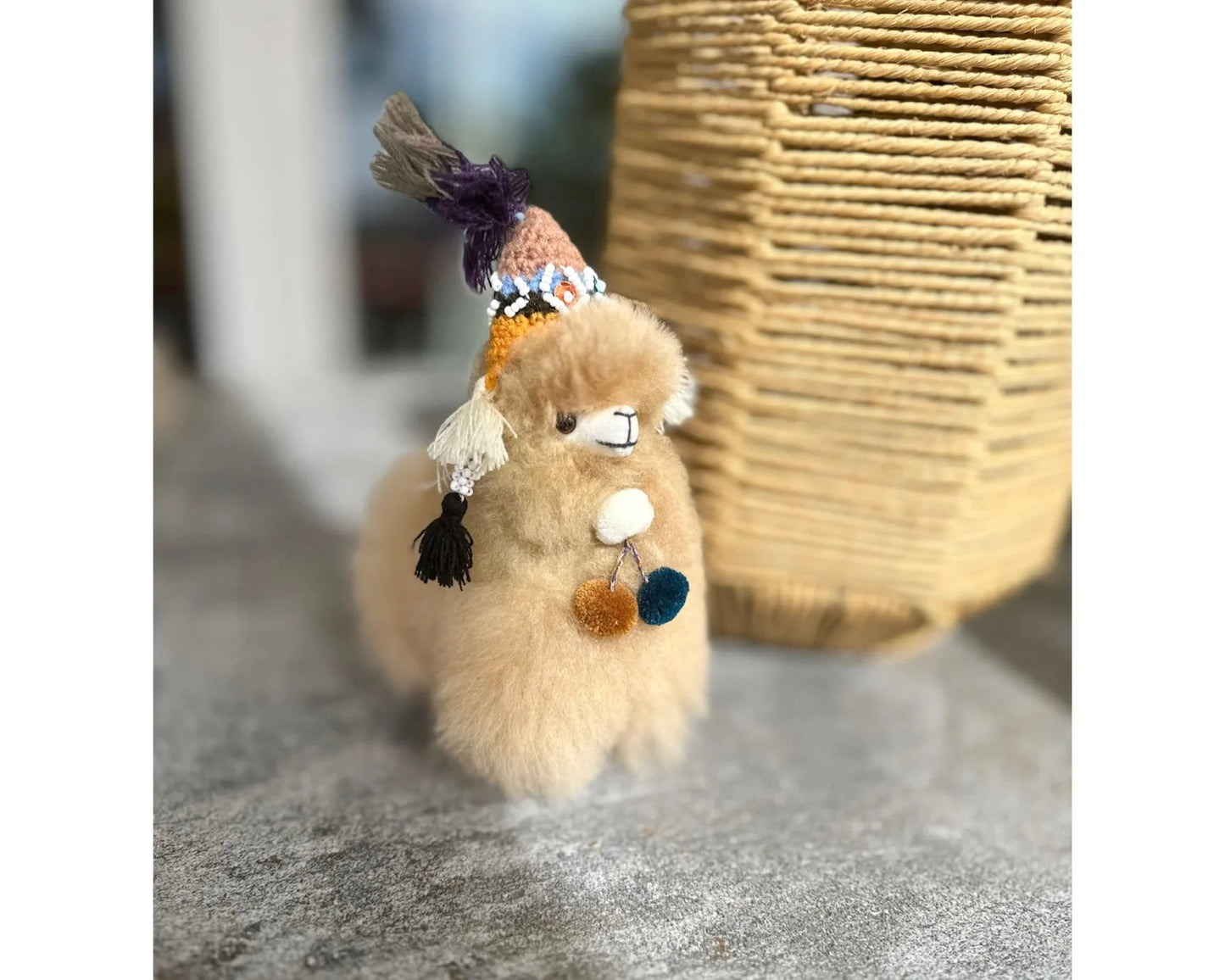 Antonio an Alpaca from Peru
