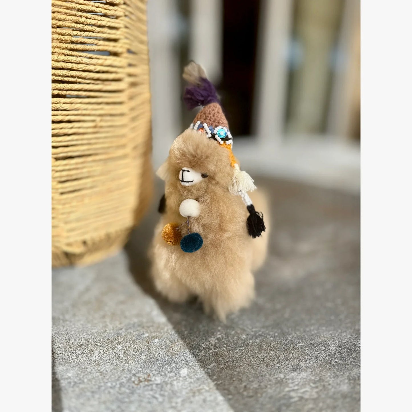 Antonio an Alpaca from Peru