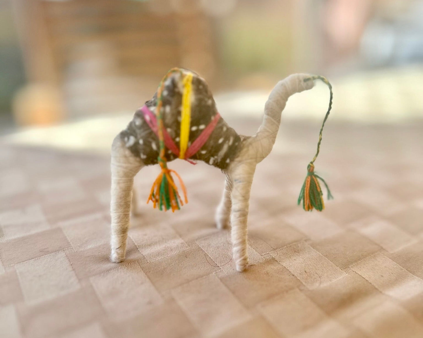Faith a Camel from the Sahara