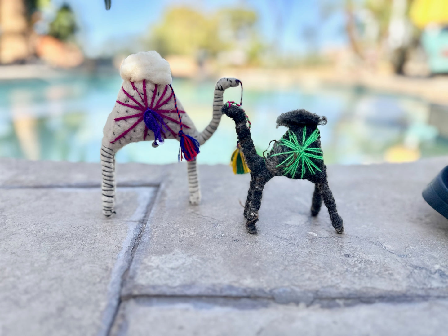 Taylor a Camel from the Sahara