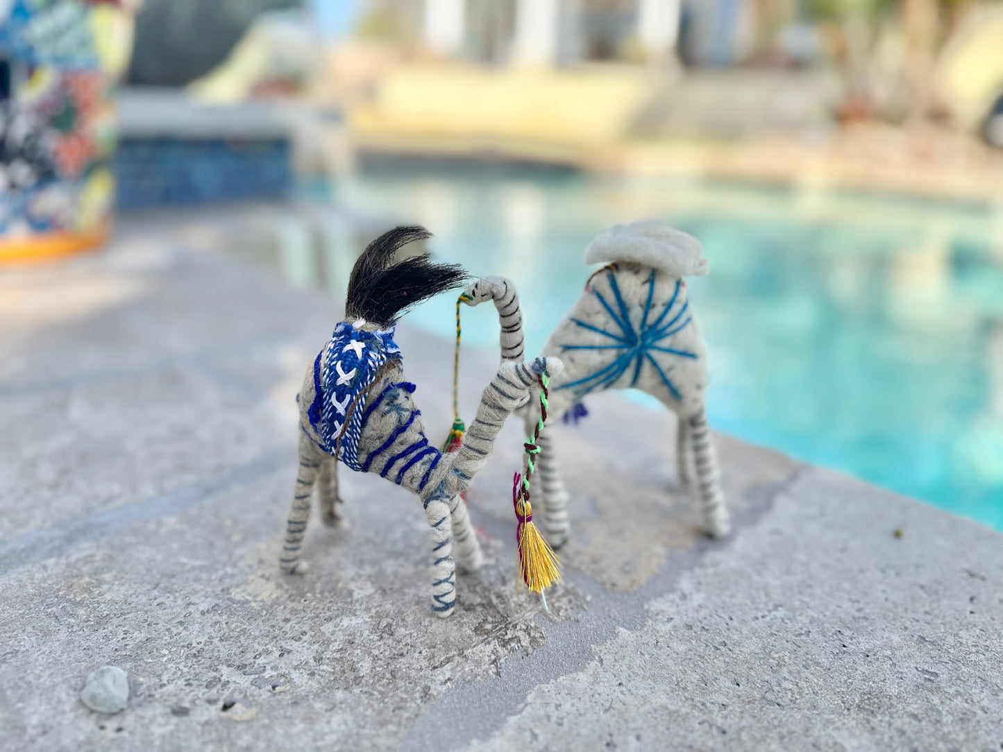 Harry a Camel from the Sahara