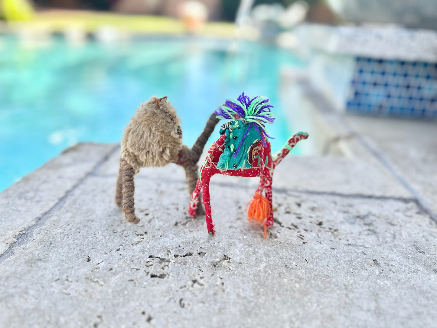 Portia a Camel from the Sahara