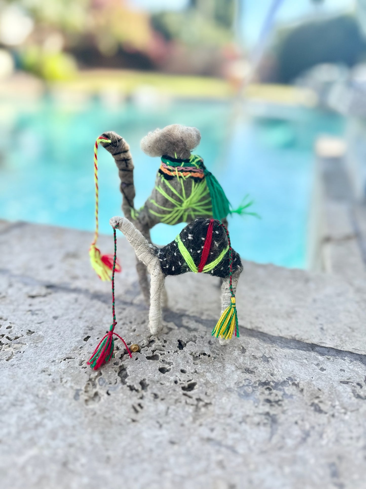 Dax is a Camel from the Sahara