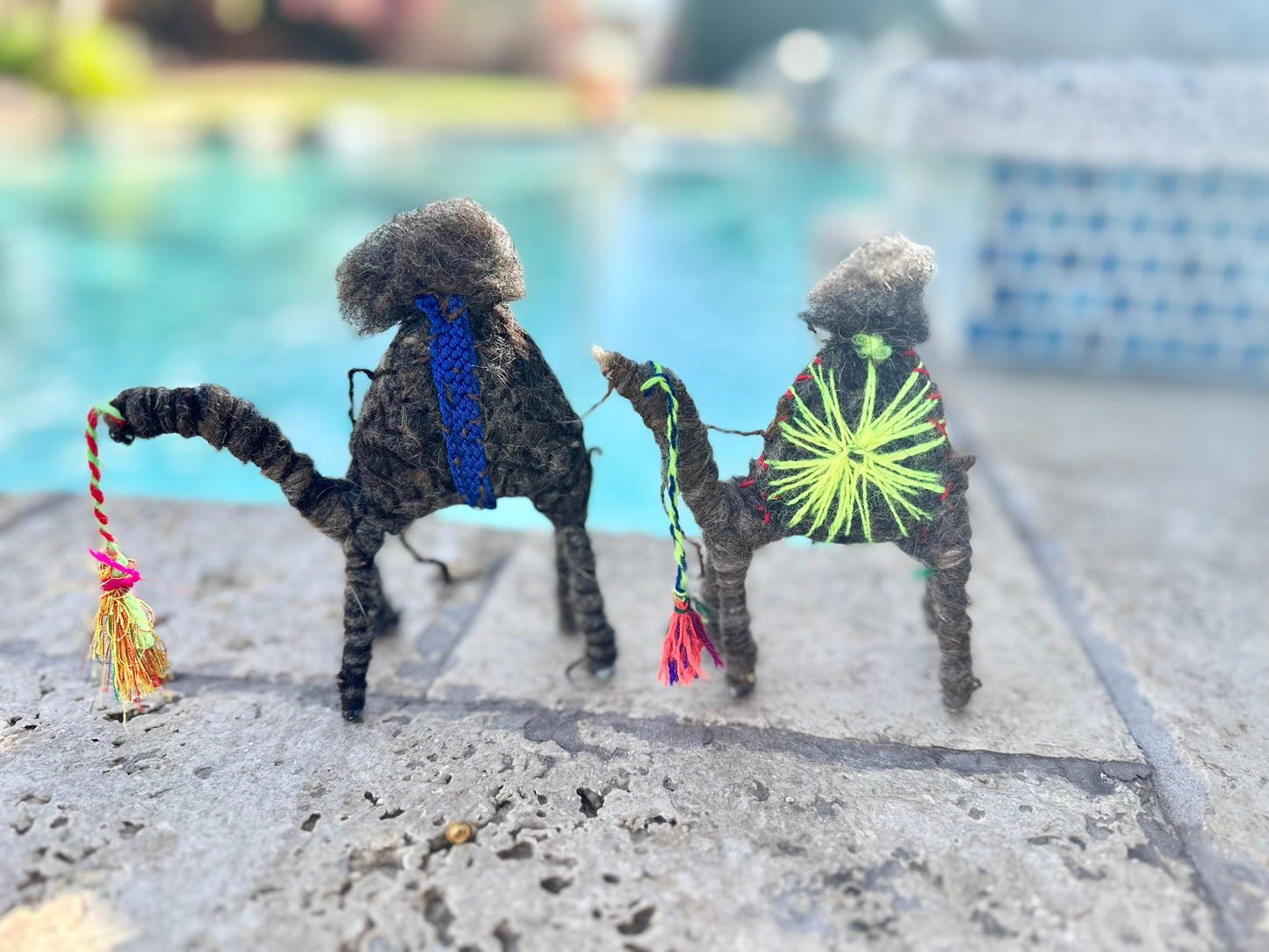 June a Camel from the Sahara