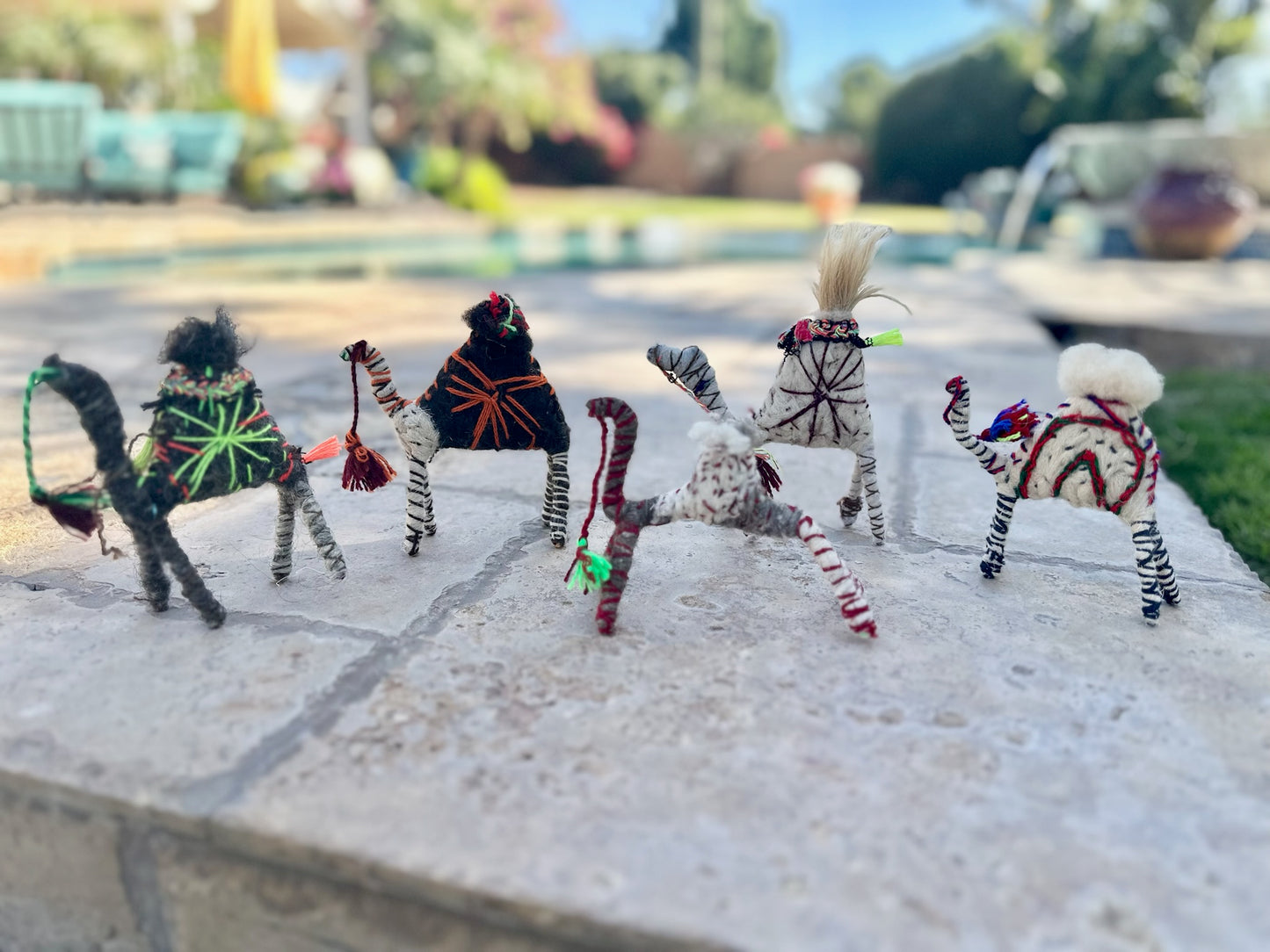 Jimmy a Camel from the Sahara