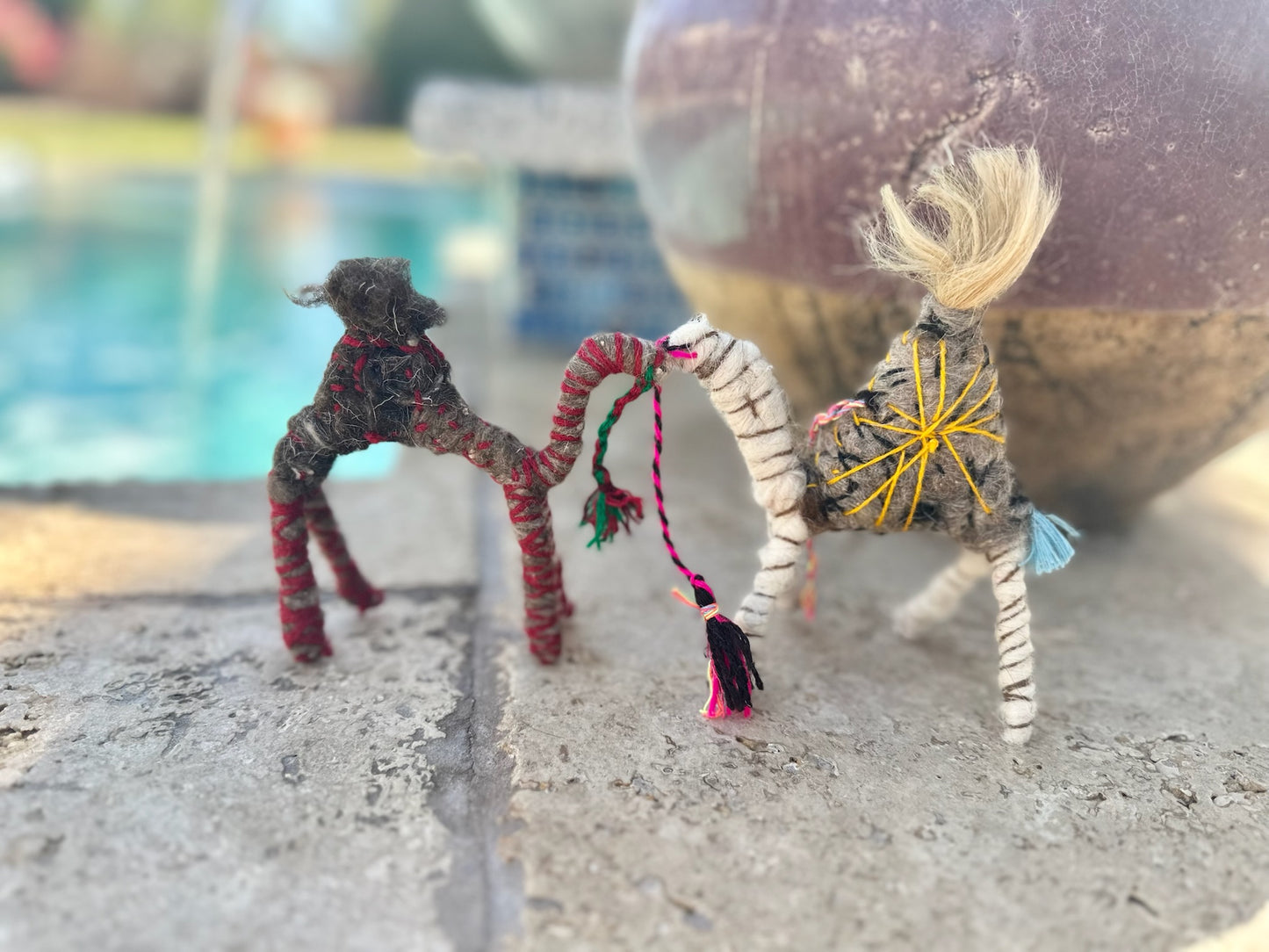 Kurt a Camel from the Sahara