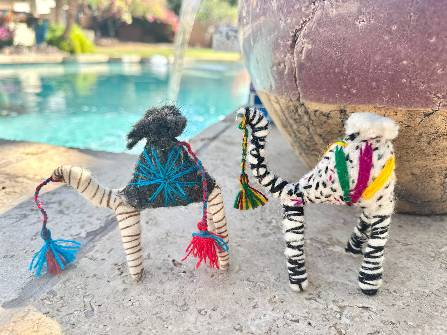 Elton a Camel from the Sahara