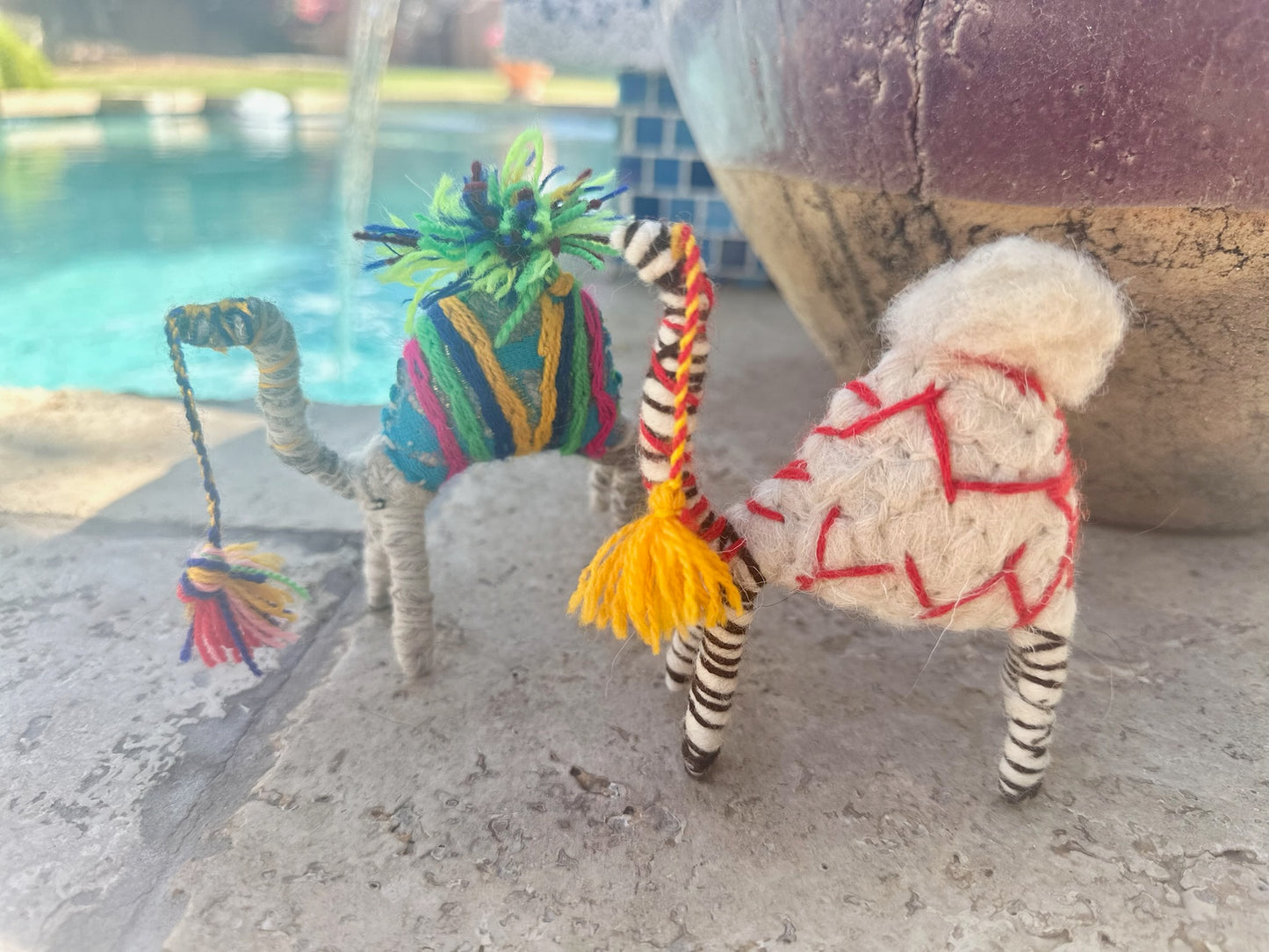 William a Camel from the Sahara