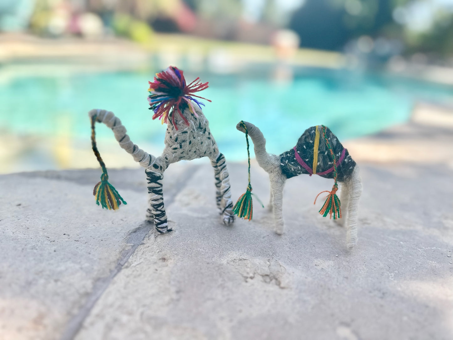 Faith a Camel from the Sahara