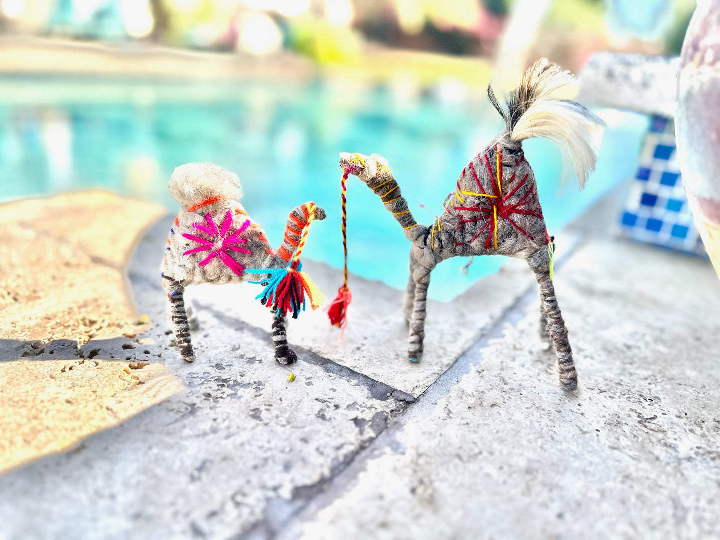 Nicole a Camel from the Sahara