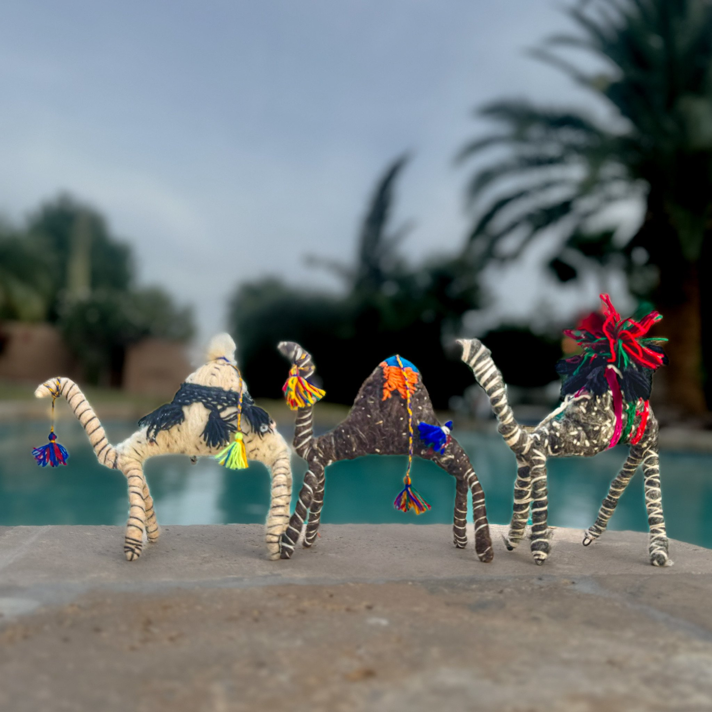Judith a Camel from the Sahara