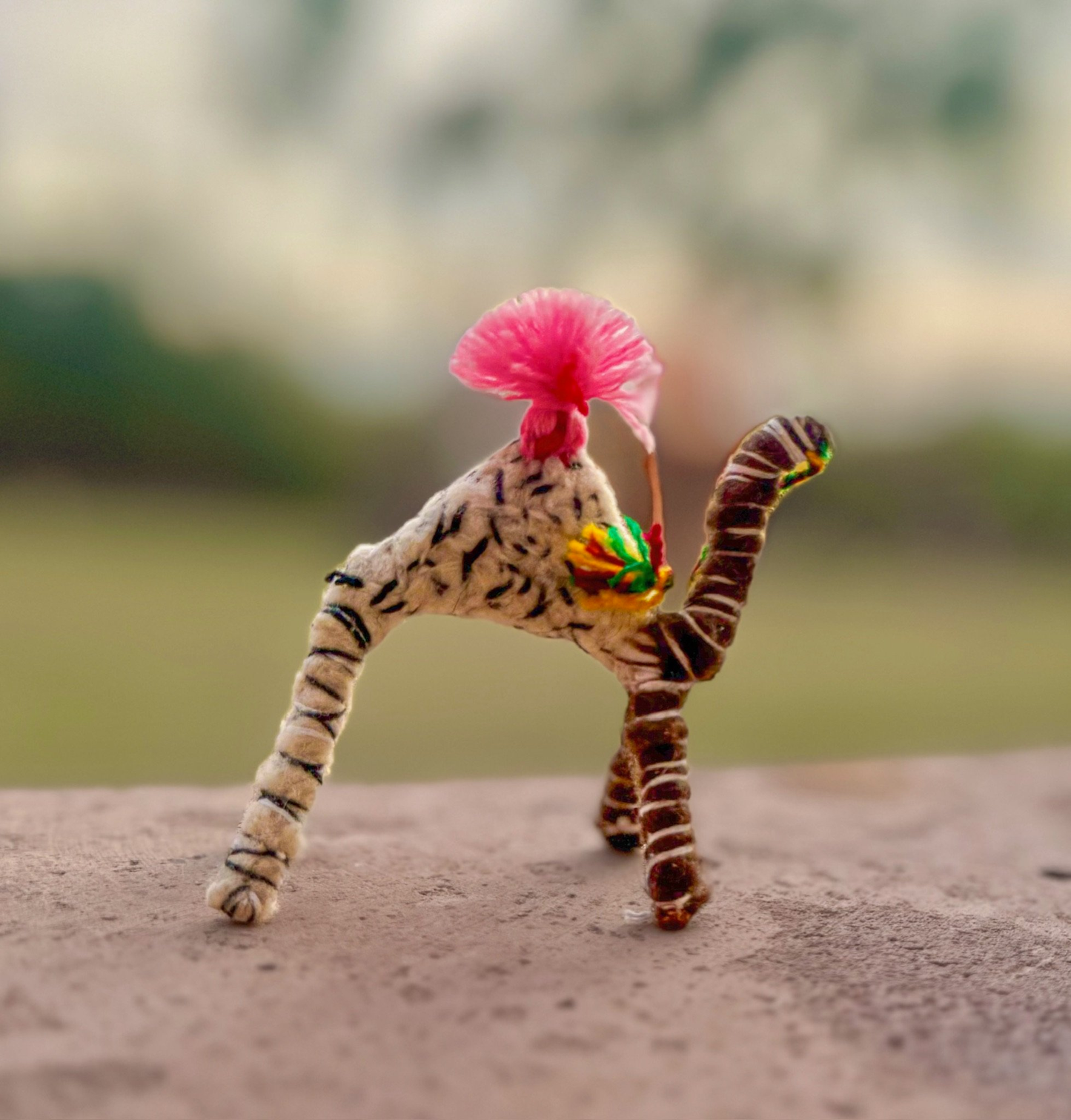 Pinkie a Camel of the Sahara