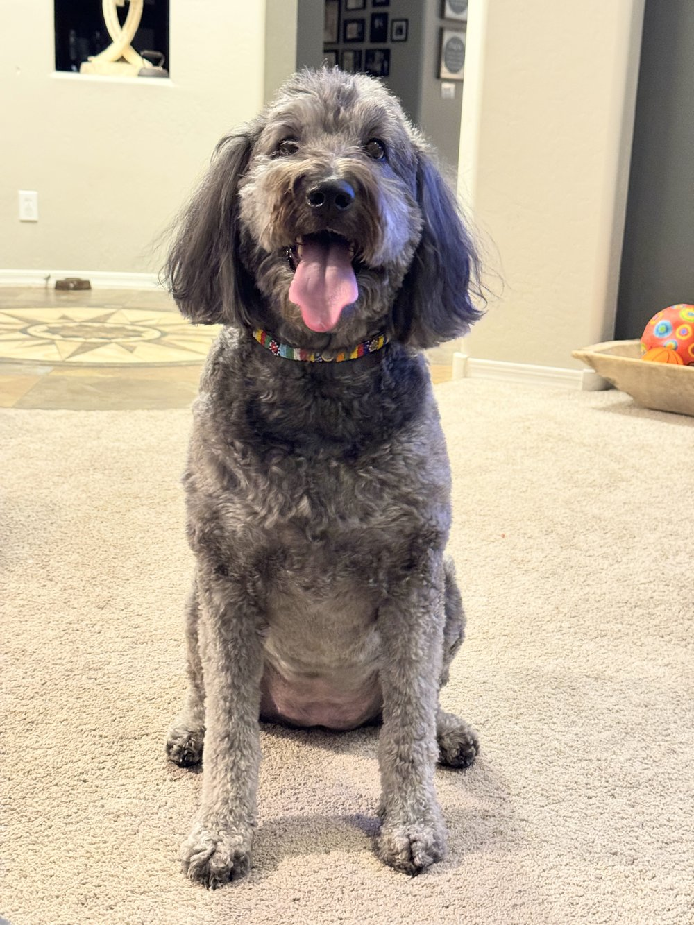 Dog Collar - Medium