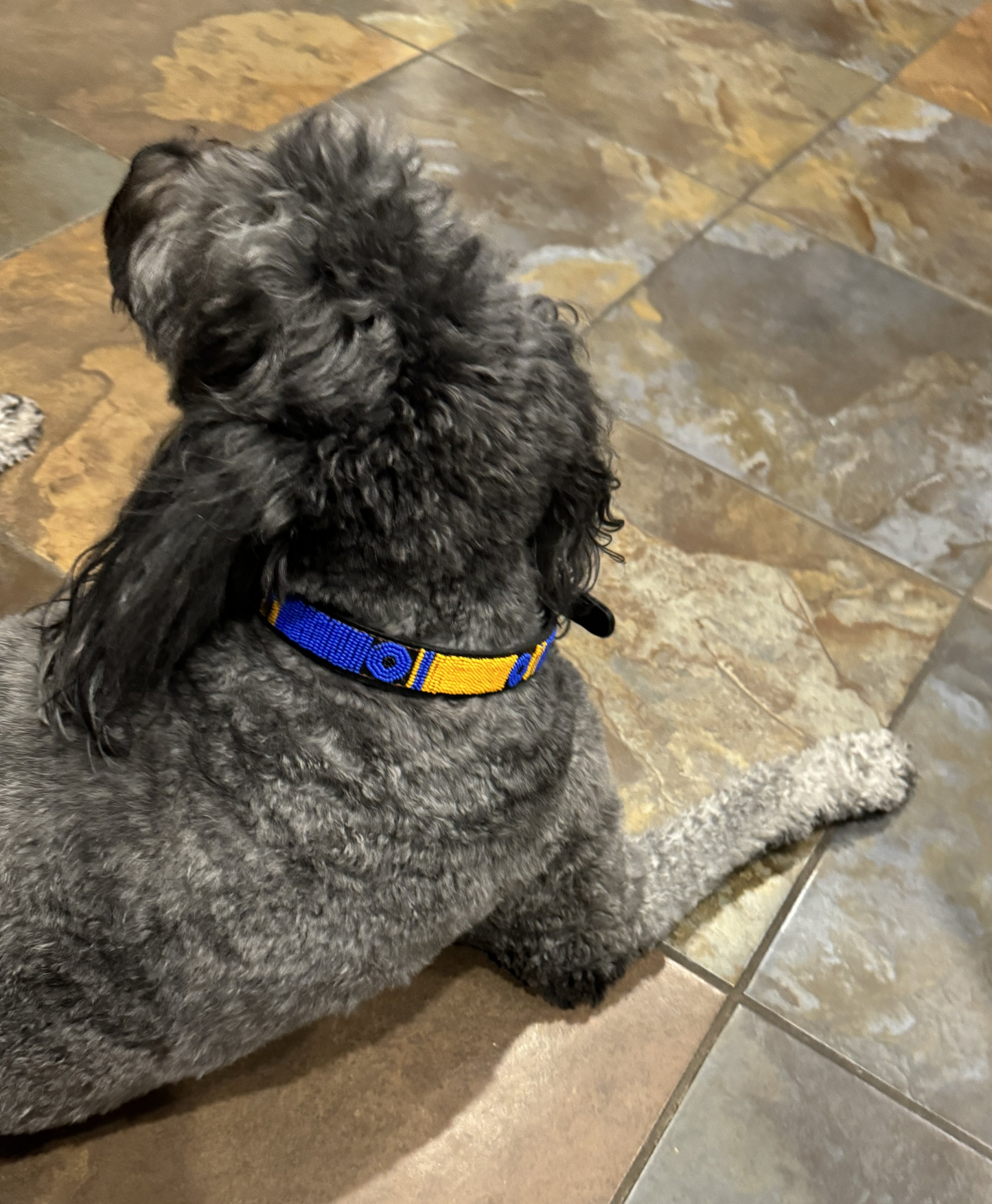 Dog Collar - Large