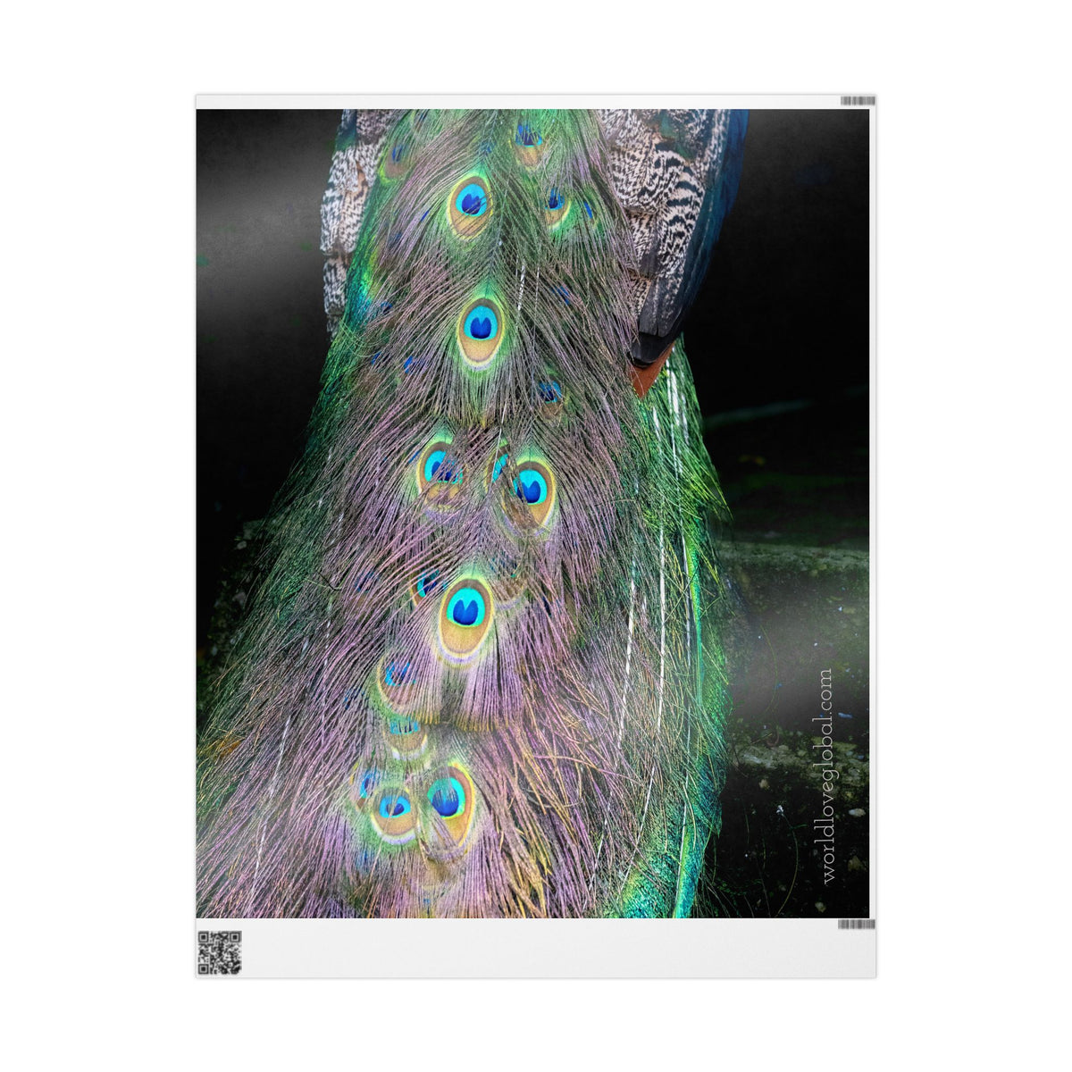 Peacock Feather Wrapping Paper — Iridescent Peacock Tail Gift Wrap (from Maggie’s Photo Collection)