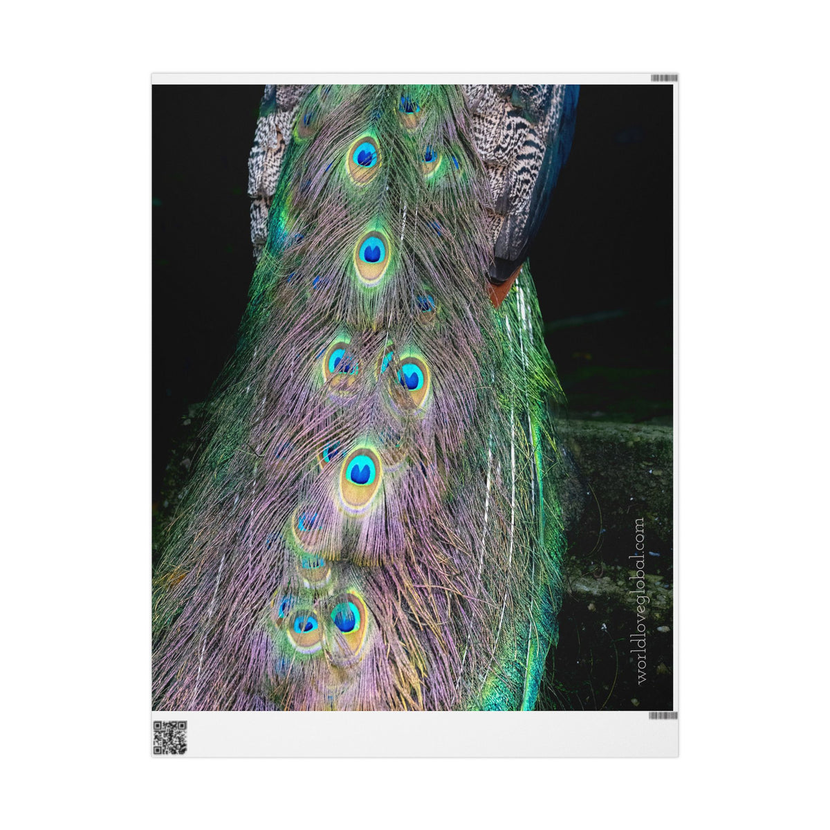 Peacock Feather Wrapping Paper — Iridescent Peacock Tail Gift Wrap (from Maggie’s Photo Collection)