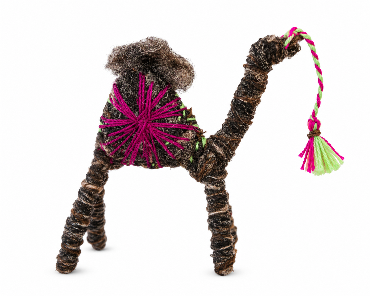 Taylor a Camel from the Sahara