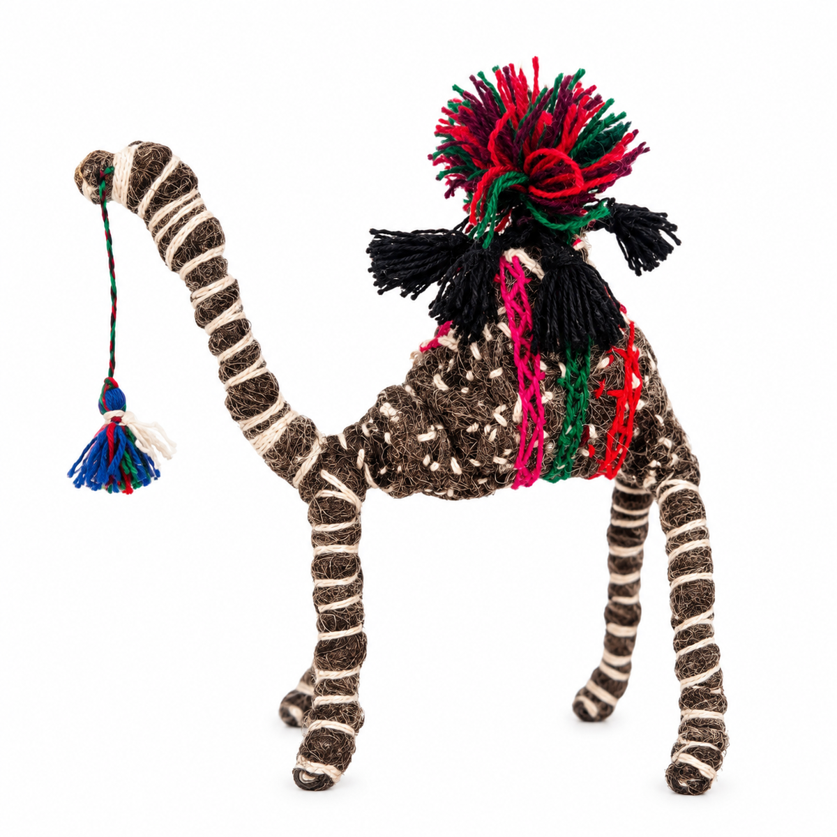 Judith a Camel from the Sahara