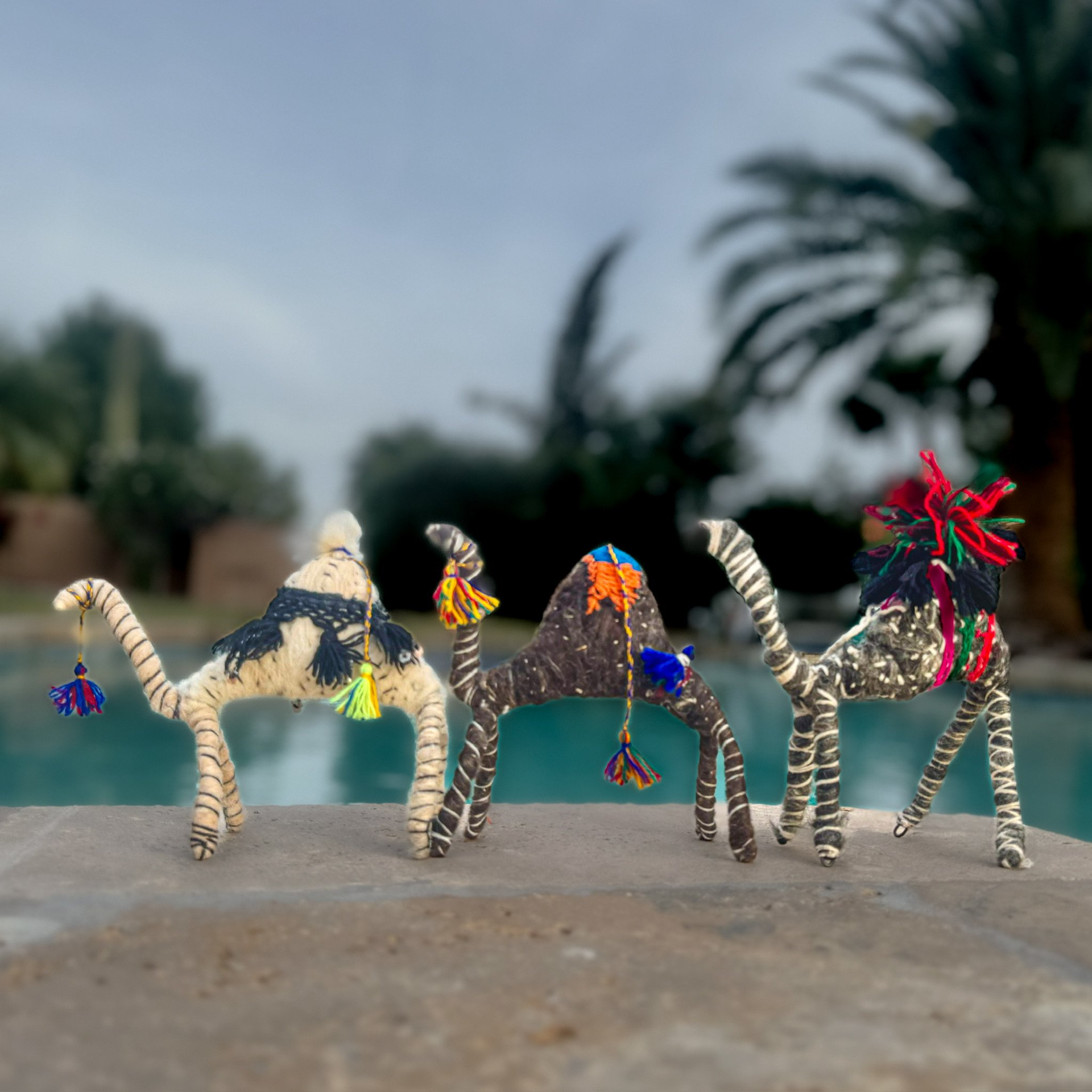Judith a Camel from the Sahara - World Love Global