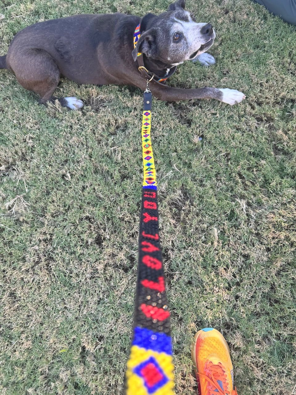 Dog Leash