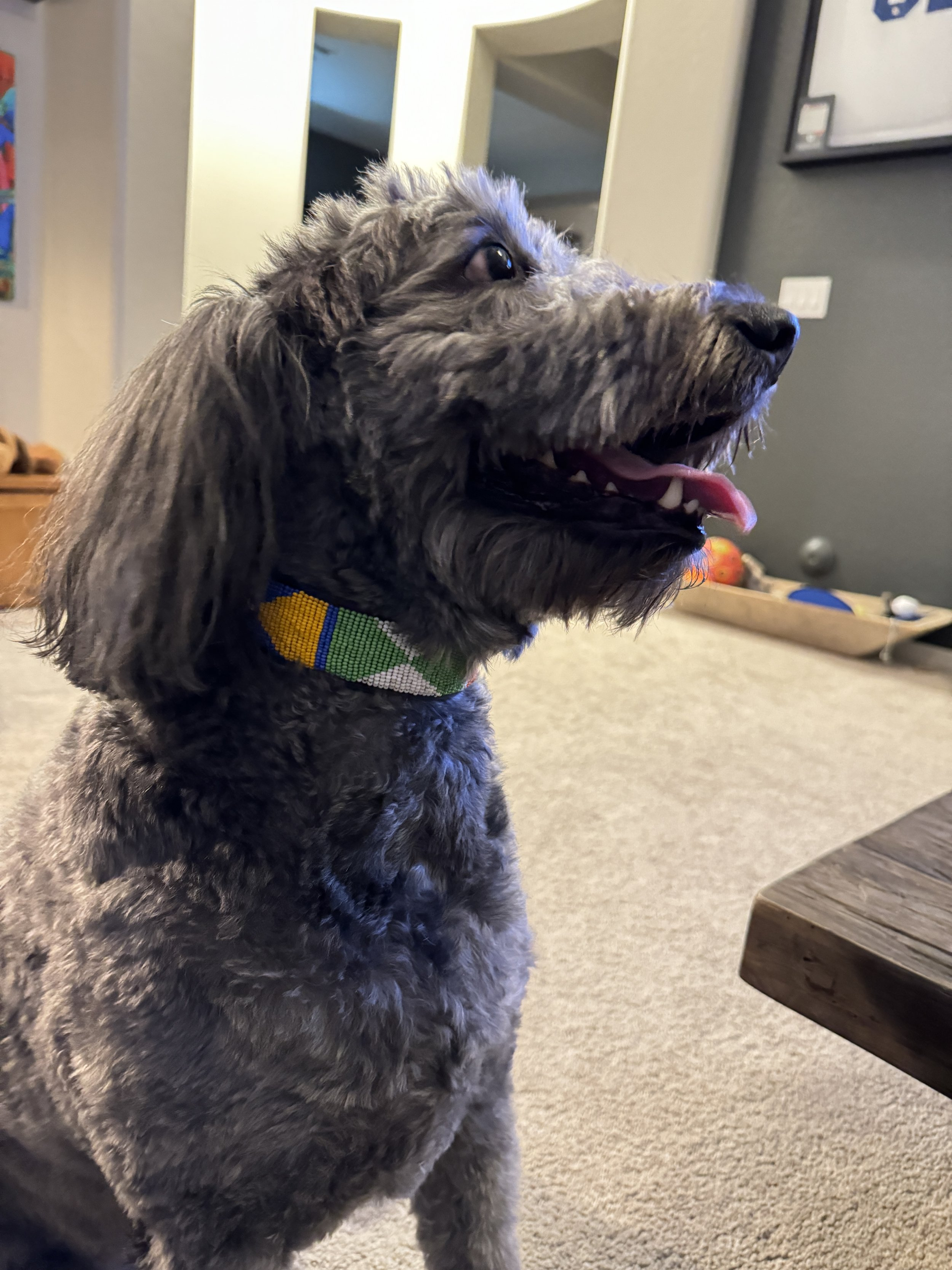 Dog Collar - Medium